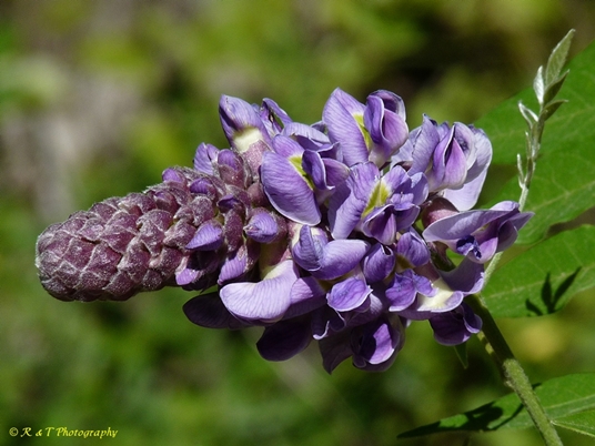{Wisteria frutescens}